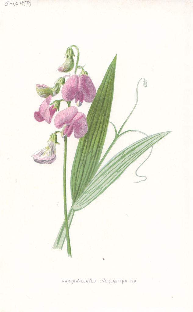 FLOWERS. Narrow-Leaved Everlasting Pea c1895 old antique vintage print picture